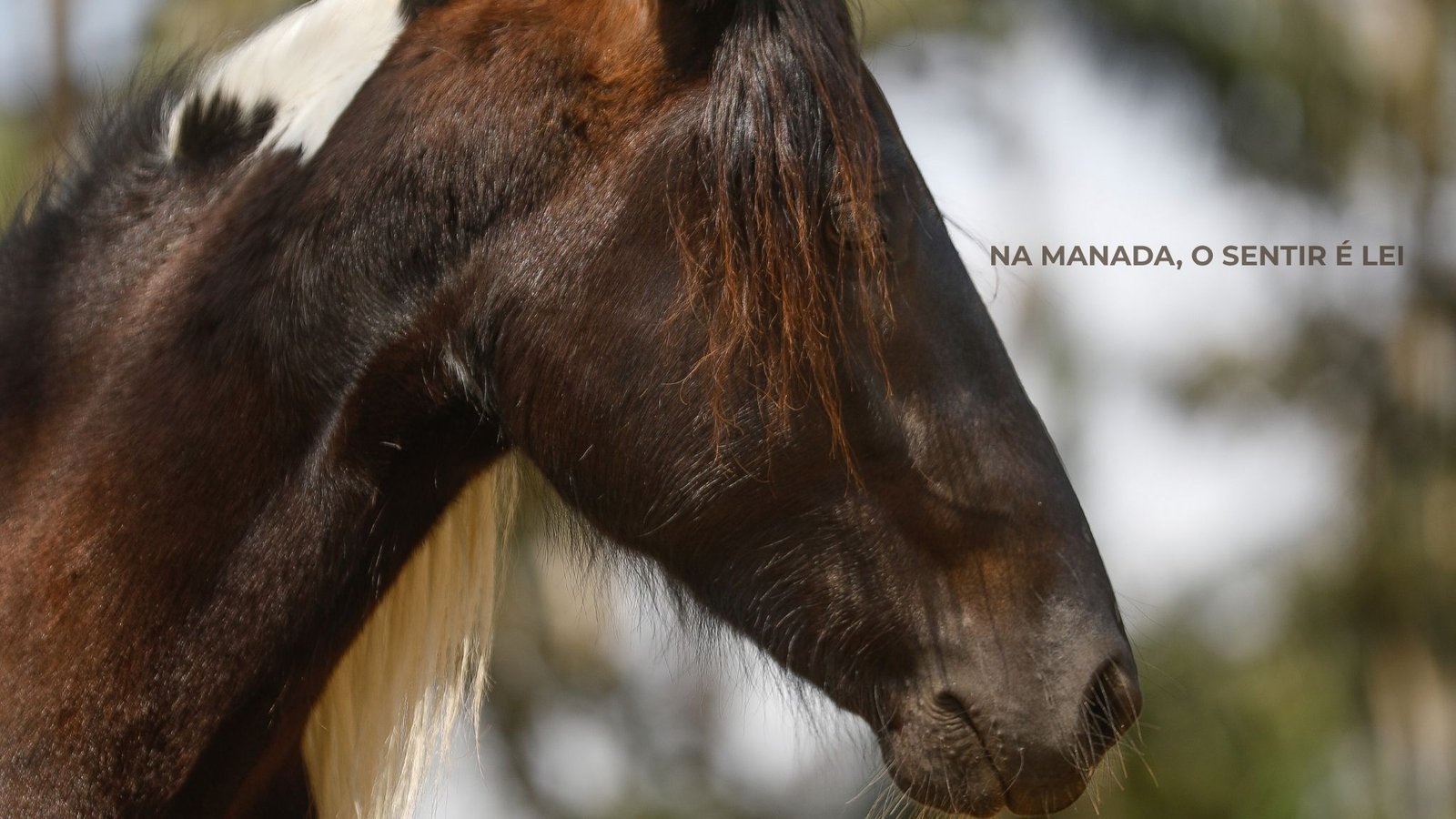 caroline_szajman_cavalo_umanada