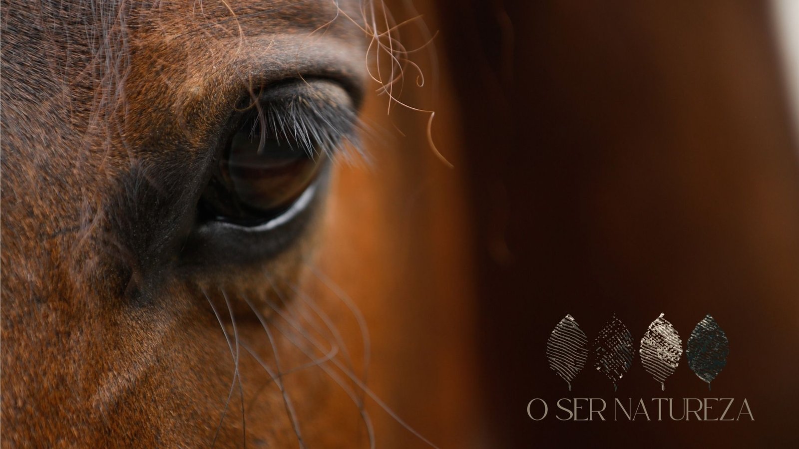 caroline_szajman_foto_cavalo_o_ser_natureza